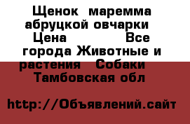 Щенок  маремма абруцкой овчарки › Цена ­ 50 000 - Все города Животные и растения » Собаки   . Тамбовская обл.